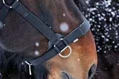 Halfter Big BOY Nylon EXTRA STARK mit Gebiss Ringen / Kette Schwarz Braun XFULL XX FULL Kaltblut