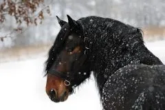 Halfter Big BOY Nylon EXTRA STARK mit Gebiss Ringen / Kette Schwarz Braun XFULL XX FULL Kaltblut