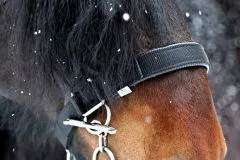 Halfter Big BOY Nylon EXTRA STARK mit Gebiss Ringen / Kette Schwarz Braun XFULL XX FULL Kaltblut