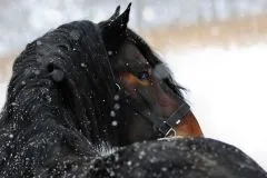 Halfter Big BOY Nylon EXTRA STARK mit Gebiss Ringen / Kette Schwarz Braun XFULL XX FULL Kaltblut