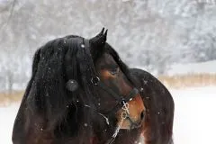 Halfter Big BOY Nylon EXTRA STARK mit Gebiss Ringen / Kette Schwarz Braun XFULL XX FULL Kaltblut