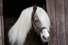 Halfter Big BOY Nylon EXTRA STARK mit Gebiss Ringen / Kette Schwarz Braun XFULL XX FULL Kaltblut