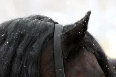 Halfter Big BOY Nylon EXTRA STARK mit Gebiss Ringen / Kette Schwarz Braun XFULL XX FULL Kaltblut