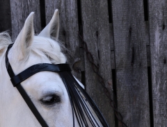 Stirnband PAOLO spanisch Stirnriemen Schwarz Fransen Frotalera Pony VB WB Leder Fransenstirnband gerade