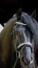 B WARE Trense Diamanti Strass Stirn + Nasenriemen Schwarz Leder VB WB Ledertrense B WARE