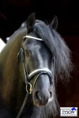 B WARE Trense Diamanti Strass Stirn + Nasenriemen Schwarz Leder VB WB Ledertrense B WARE