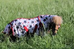 Fliegendecke Sterni Netz Mesh + Halsteil abnehmbar Weiss Blau Rot Sternchen Fliegen Decke 70 75 80 85 90 95 100 cm