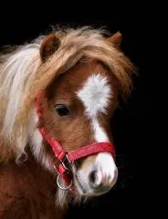 Fancy Halfter Minishetty Shetty Fohlenhalfter Glitzer Rot Glitzerhalfter Nylonhalfter Falabella Minipony