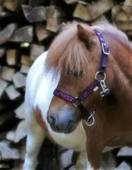 Halfter Fancy MMS Fohlenhalfter Glitzer Lila Fohlen Glitzerhalfter Kleiner Karabiner