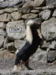 600D Regendecken, KLETT Schwarz Falabella Minishetty 60 65 70 75 80 85 90 95 100 cm Rckenlnge Shetty Welsh Fohlen