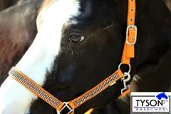 Halfter Hilly Nylon Orange GLITZER MMS Fohlen Minishetty Shetty P VB WB EXF Nylonhalfter