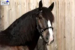Leder Kappzaum X-Full XX Full Kaltblut + Gebisseinhängung Ergonomisch