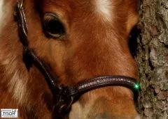 Lederhalfter Showhalfter NELE Glitzer Braun Rosa Messing Beschlge Leder Halfter Minishetty Fohlenhalfter