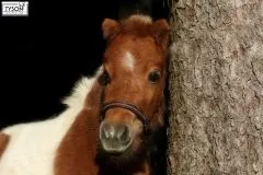 Lederhalfter Showhalfter NELE Glitzer Braun Rosa Messing Beschlge Leder Halfter Minishetty Fohlenhalfter