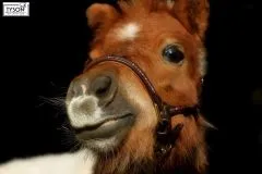 Lederhalfter Showhalfter NELE Glitzer Braun Rosa Messing Beschlge Leder Halfter Minishetty Fohlenhalfter