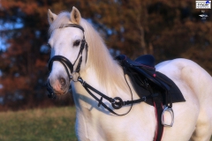 Ausbinder Stoßzügel Leder Pony  mit Gummiring Hilfszügel