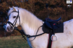 Ausbinder Stoßzügel Leder Pony  mit Gummiring Hilfszügel
