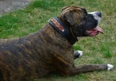 Halsband Robin Schwarz Braun geflochten Band super WEICH unterlegt M L XL