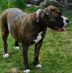 Halsband Robin Schwarz Braun geflochten Band super WEICH unterlegt M L XL