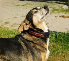 Halsband Robin Schwarz Braun geflochten Band super WEICH unterlegt M L XL