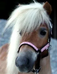 Halfter Fancy MMS MS S Glitzer Rosa Fohlen Fohlenhalfter Glitzerhalfter Kleiner Karabiner