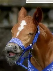 REST RAUS Halfter Dario Blau Rost / Pink Fohlen Kaltblut Warmblut Baby Halfter Fohlenhalfter verstellbar