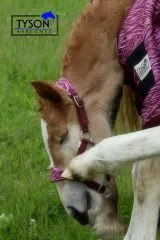 REST RAUS Halfter Dario Blau Rost / Pink Fohlen Kaltblut Warmblut Baby Halfter Fohlenhalfter verstellbar