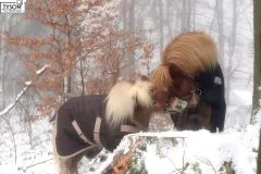 600 D NUR KLETT Regendecke Minipony Shetty Braun 60 65 70 75 80 85 90 95 100 ohne Schnallen