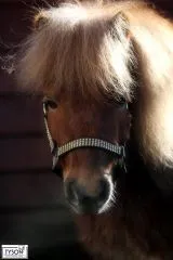 Nylon Glitzer Halfter Schwarz Goldfarben Hilly Pony X Full B- WARE !!!! Nylonhalfter Glitzerhalfter